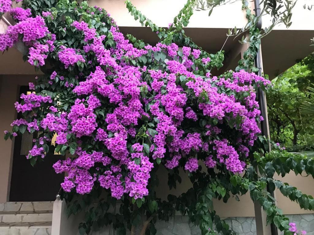 Kornić Apartments House Barbara 2 מראה חיצוני תמונה